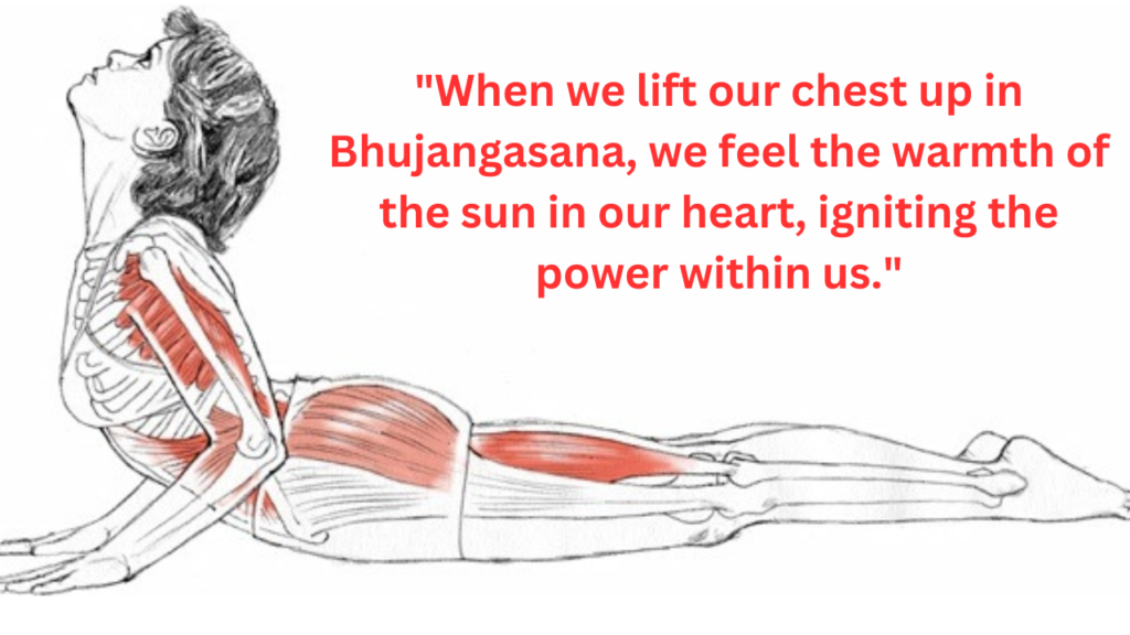 Bhujangasana